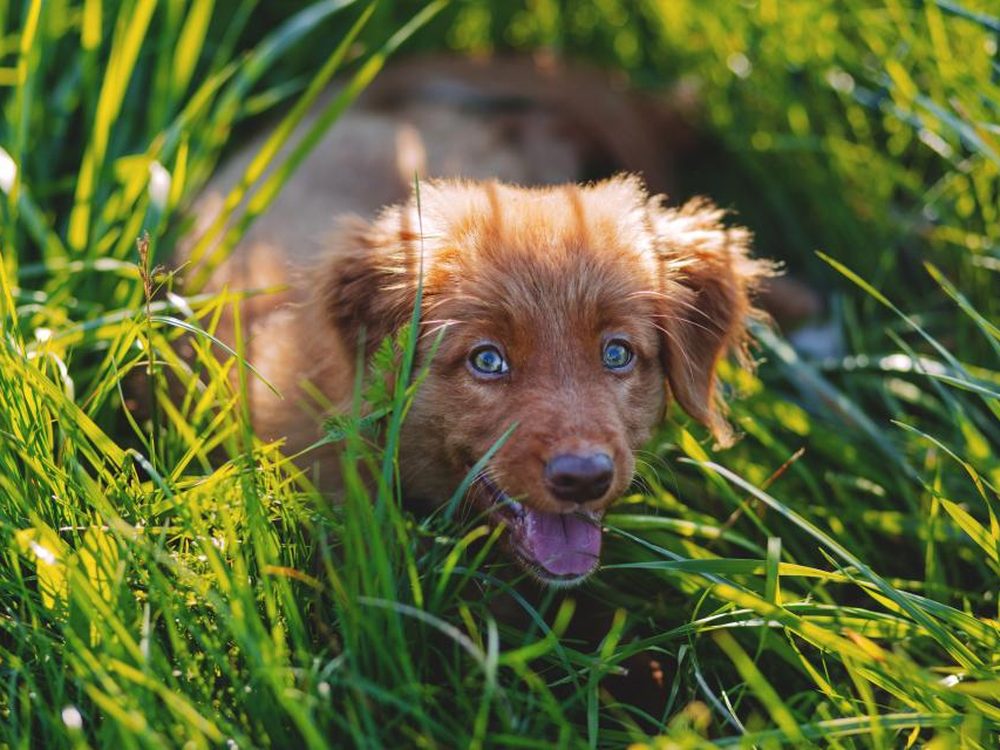 A happy puppy enjoying fresh green grass.